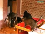 Azil za macke Jessica (Beograd) - Cat shelter Jessica (Belgrade, Serbia)