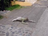 حيوان الكسلان يعبر الشارع في كوستاريكا