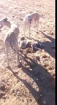 Caza de zorro con galgos