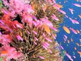 Arrecifes de Coral. Informe Planeta Vivo 2010