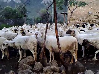 Carica dei 101 (Agnellini).mp4