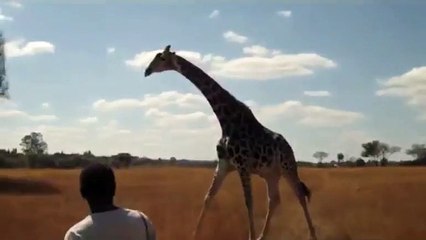 Amy's giraffe attack (slow motion)