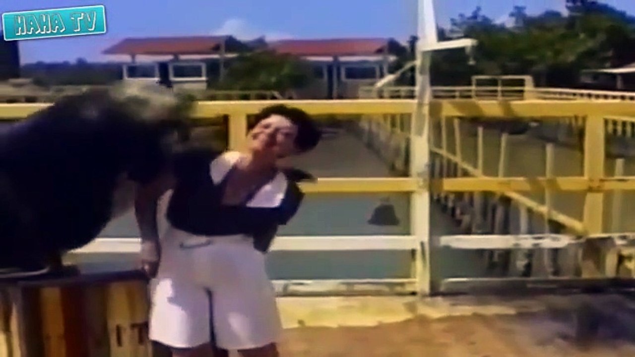CRAZY Animal Attack Videos