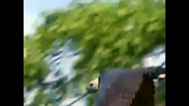 Eagle attacks Wolf, Man, other Animals - Animal Attack Video Compilation