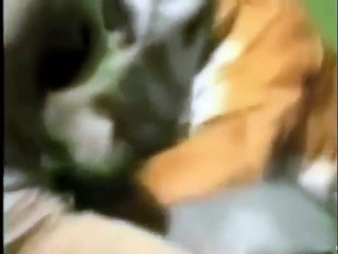 Animal attack human death animal attacks caught on tape animals attack humans