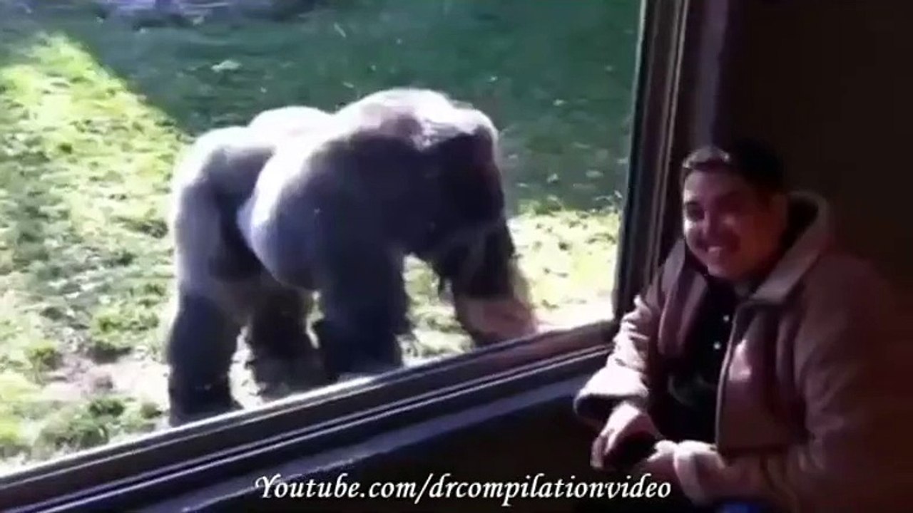 Animal Attacks Compilation 2015 HD  #7