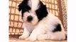 Funny Dog Shih Tzu Vines - Dogs Animal and Puppies Videos