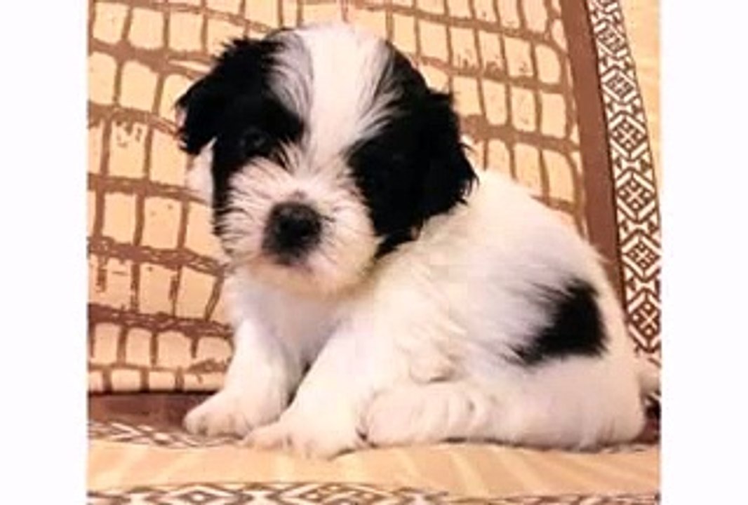 Funny Dog Shih Tzu Vines - Dogs Animal and Puppies Videos