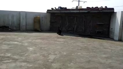 When Jin Kazama (German Shepherd) was 1.5 Months Old
