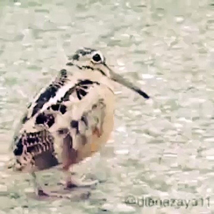 Dancing Bird - Unbelievable
