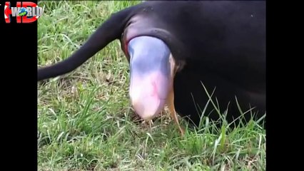 Caught On Camera: Animals Give Birth lion, Elephant, Giraffe, Sea Lion, Rhinoceros