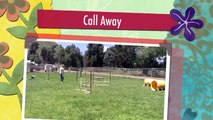 Call Away - Dog Agility Training, clicker training