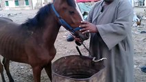 مواصفات الخيل العربى الاصيل  Specifications horse authentic Arabic