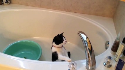 Water-loving cat attempts to turn on faucet