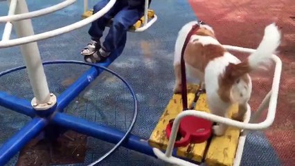 Dog casually enjoys ride on a carousel