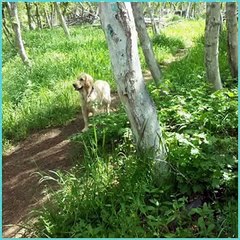 2015 camping and dog photos