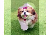 Puppy Shih Tzu and Dogs Animal - Funny Dog Videos