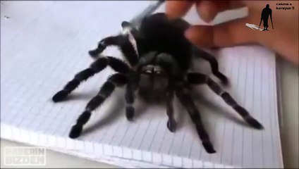 3D gerçekçi örümcek çizimi.