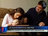 Los perritos y gatitos ya pasaron de moda, ahora las mascotas predilectas son los 'Mini Pig' [Video]