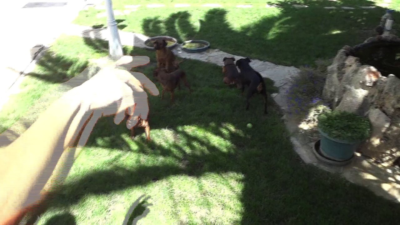 repas anniversaire rocco et jazz 141 Petits Brabançons