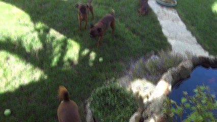 repas anniversaire rocco et jazz 143