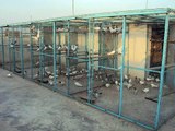 Pakistani pigeons Tippler dk Binawalaa kalaamoowalaa old sialkoti
