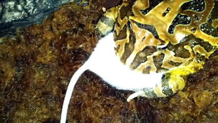 Pacman Frogs eating mice