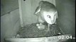 Barn Owl Nestling Feeding