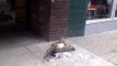 Falcon eating pigeon on downtown street