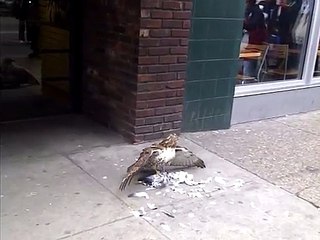 Falcon eating pigeon on downtown street