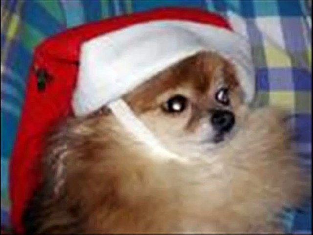 dogs barking christmas songs