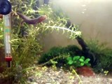 Paddle Tail Newts