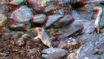 Seal Pups at Godrevy Cornwall in 3D  ( Red Cyan 3D Glasses Required )