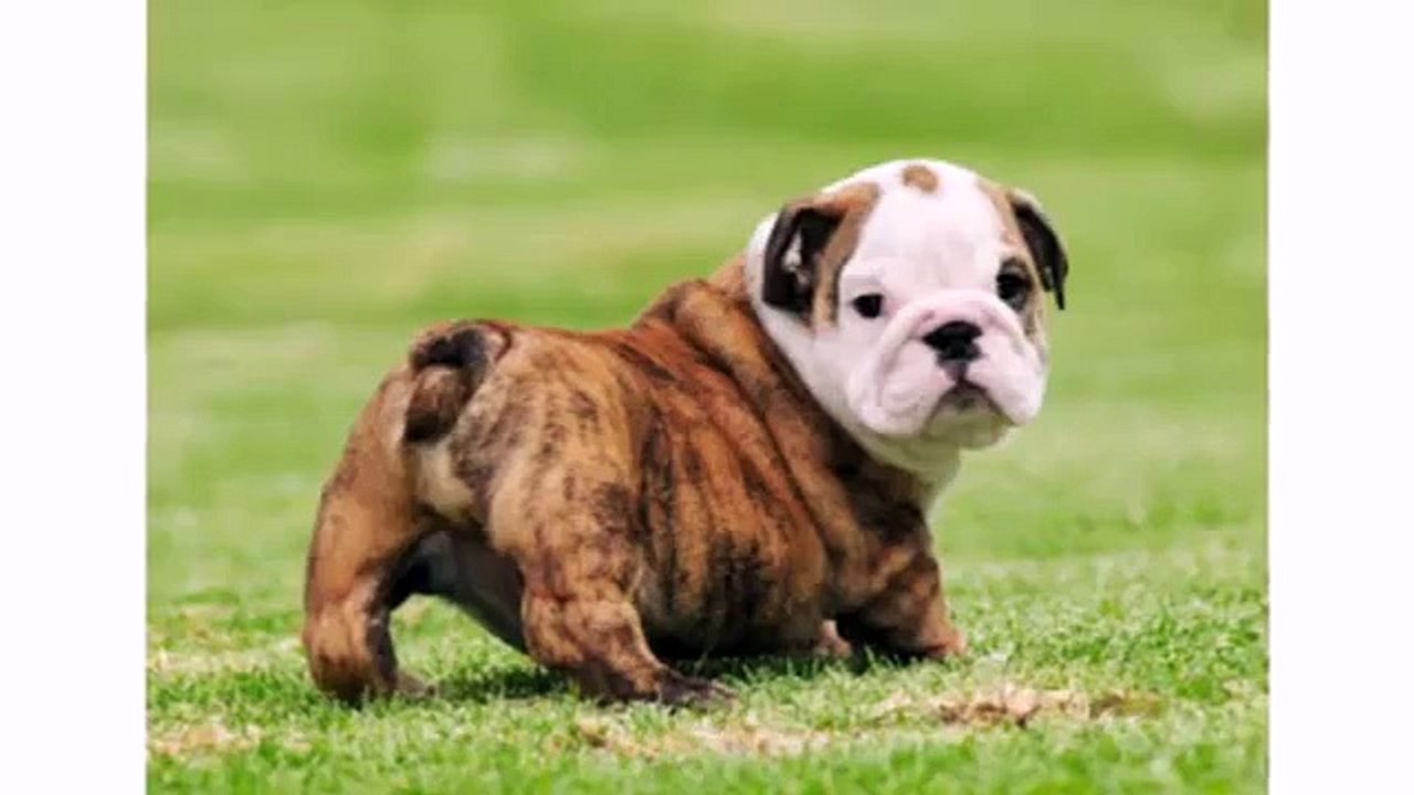Best Dogs Animal - Dog Breeds Videos