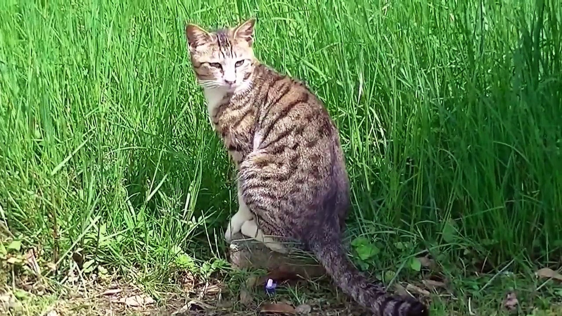 猫 くしゃみ連発でグショグショ The Cat Which Sneezes Intensely Video Dailymotion