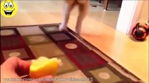 Funny Cats and Dogs vs Lemons - Funny Animal Compilation 2015