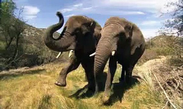 horton hears a who dvd extra Hollywood safaris 661