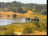 African Bull Elephants