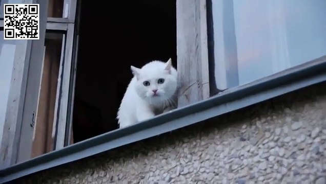 Белый кот защищает квартиру!