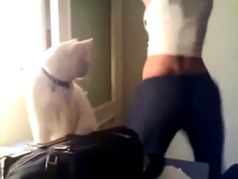 Naughty Cat