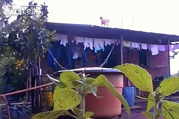 Way to force a cat bathing. It was funny