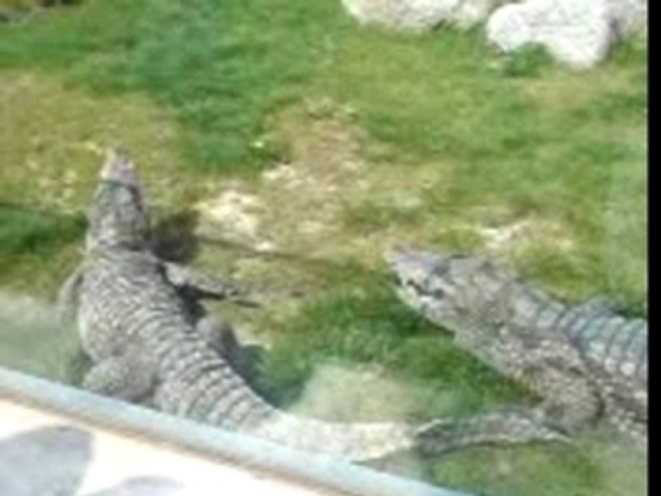 crocodille en attaque