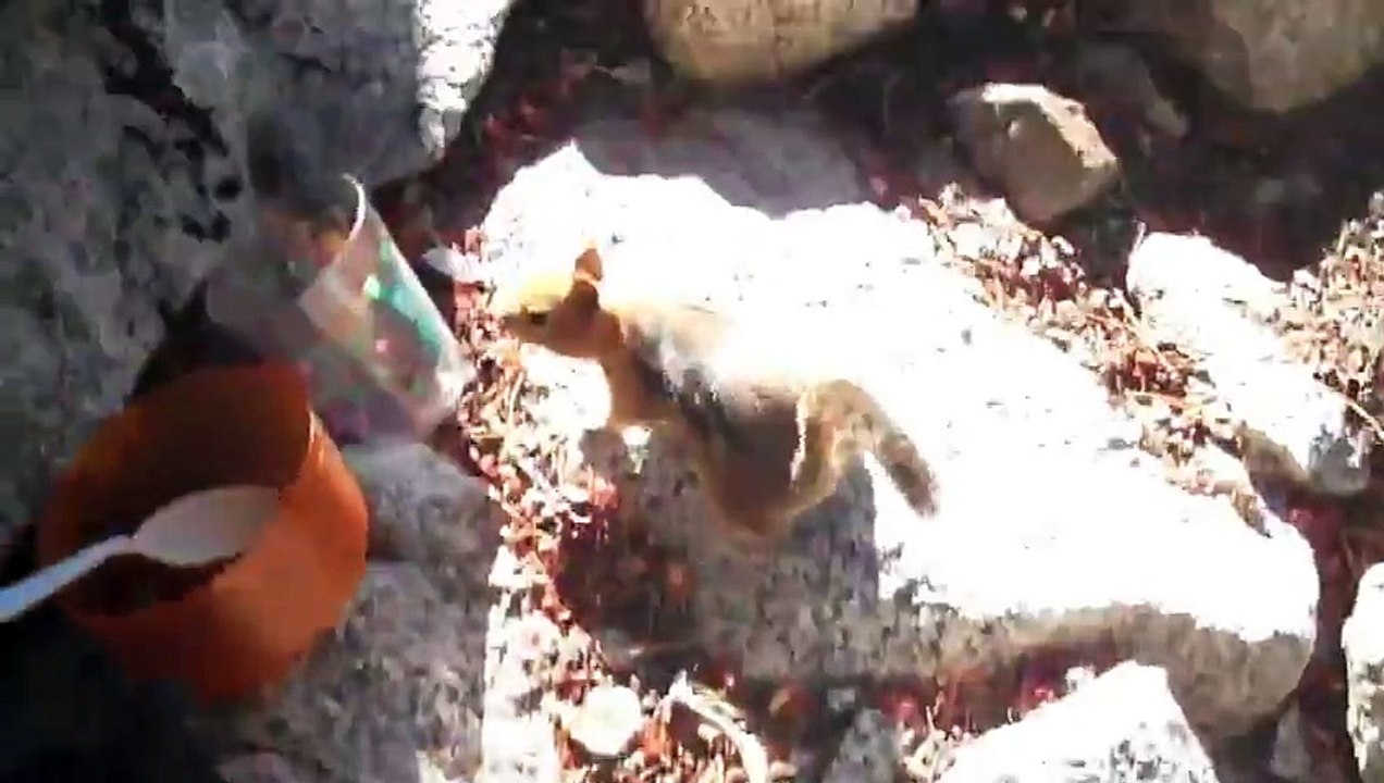Double Chipmunk!