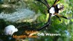 Spider Identification: Orb Weavers