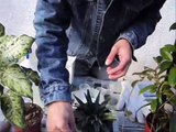 Como limpiar las hojas de nuestras plantas?