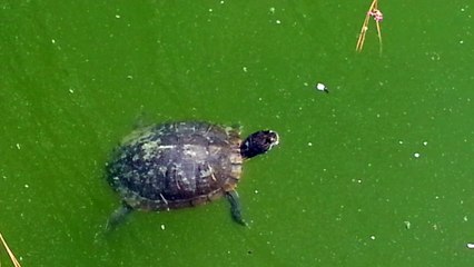 Turtles & Water