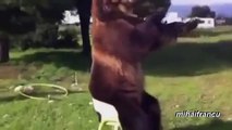 Best Funny Animals  Bears Acting Like Humans Compilation 2
