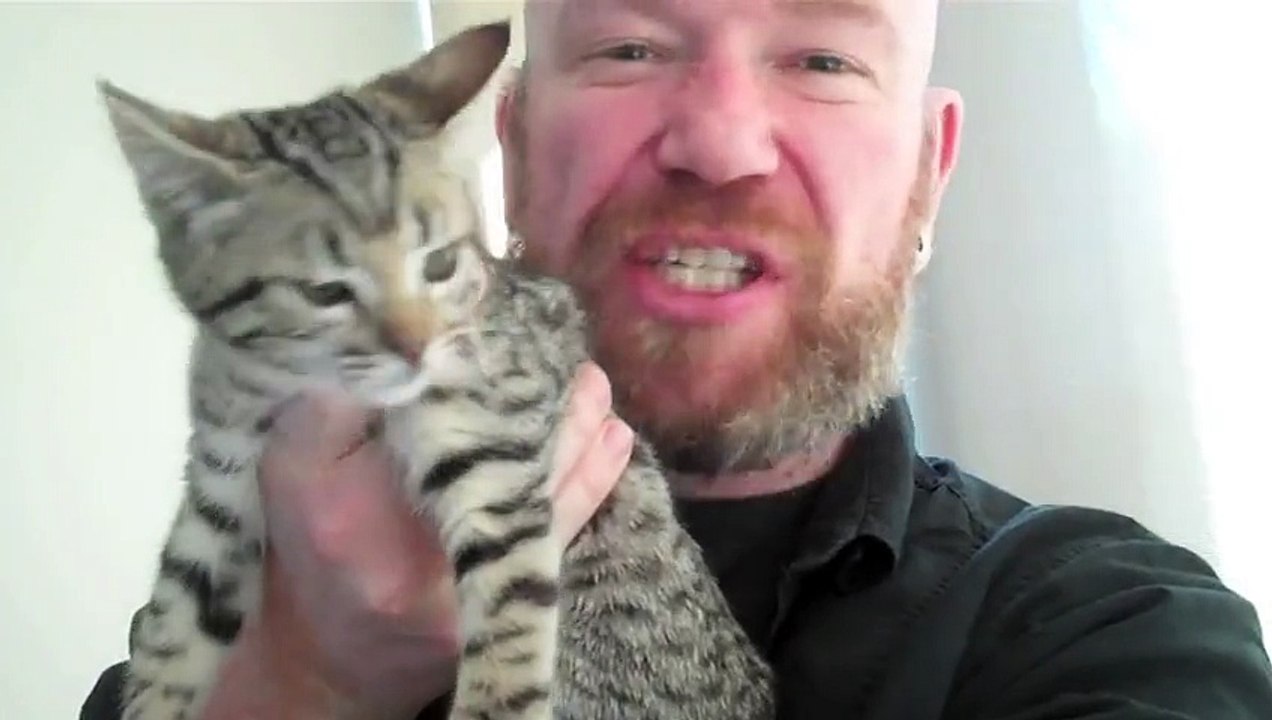 p4a  Kittens!