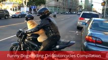 Funny Dogs Riding On Motorcycles Compilation 2014 NEW | Animals Riding Other Animals