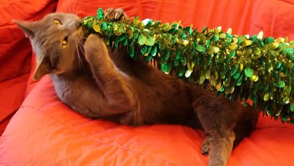 Somewhat Surprised Kitty, Christmas Special